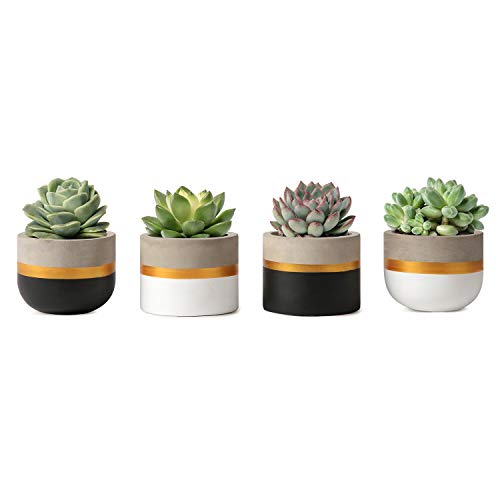 Mkono 3 Inch Mini Succulent Pots Concrete Planter Set, Modern Tiny Container for Indoor Plants, Christmas Home Office Decor Gifts for Plant Lovers (Plant NOT Included)