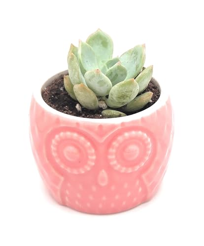Blisse Wood Owl Planter Set for Home Décor - Pink Ceramic Owl Pots with Wooden Stand, Cute Indoor Succulent & Tabletop Planters for Shelves, Windowsills & Gifts - color: Pink