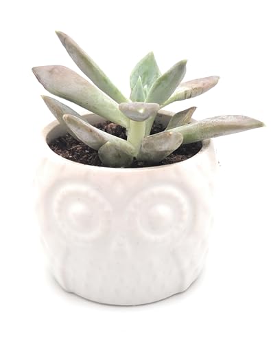 Blisse Wood Owl Planter Set for Home Décor - White Ceramic Owl Pots with Wooden Stand, Cute Indoor Succulent & Tabletop Planters for Shelves, Windowsills & Gifts - color: White