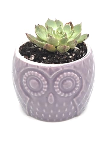 Blisse Wood Owl Planter Set for Home Décor - Purple Ceramic Owl Pots with Wooden Stand, Cute Indoor Succulent & Tabletop Planters for Shelves, Windowsills & Gifts - color: Purple