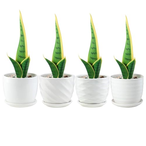 sietpoek 4.7” Ceramic Plant Pots with Drainage and Saucer 4PCs White - size: 4.7 Inch