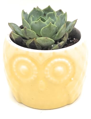 Blisse Ceramic/Wood Decorative Owl Planter for Succulents, Cactus, and Other Small Flowers, Set of 4 Same Colored Owls (Yellow) - color: Yellow