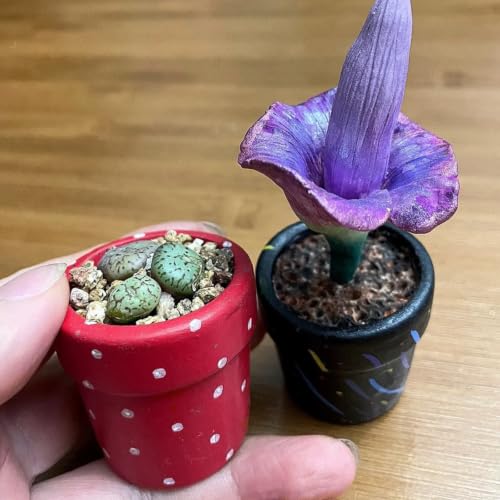 Mini Terracotta Pots – Small Clay Flower Pots for Succulents, Cactus, DIY Crafts, Fairy Garden, School Projects, Mini Planters, Set of 30 (Straight Cylinder, 1.2 Inch) - size: 1.2 Inch, style: Straight Cylinder