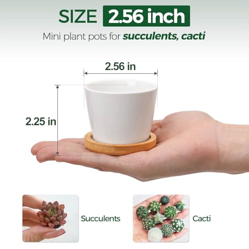 T4U Small Succulent Pots 12 Pack, Mini Flower Planters with Drainage White - color: Round