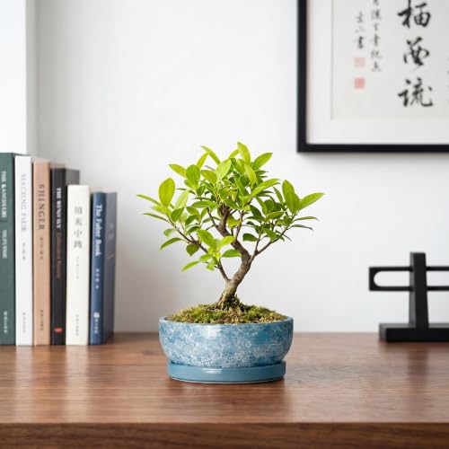 Bonsai Tree Pots 6 Inch, Ceramic Succulent Planters, Droplet Blue - color: Droplet Blue, size: 6 Inch