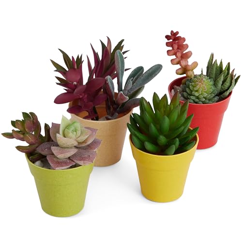 Juvale Mini Plastic Plant Pots - Drainage Hole for Flower Pots - Sturdy Planter for Indoor Plants - Pack of 24, 2.5 x 2.3 in, Multicolor