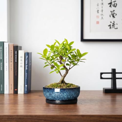 Succulent Pots, 6 Inch Ceramic Bonsai Pots with Saucer, Blue - color: Blue, size: 6 Inch