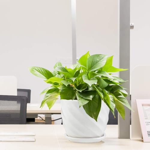 sietpoek 4.7” Ceramic Plant Pots with Drainage and Saucer 4PCs White - size: 4.7 Inch