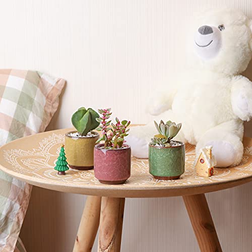 T4U Mini Succulent Pots, Small Ceramic Planters, Retro Gift Set of 12 - size: 2.4"*2.4"
