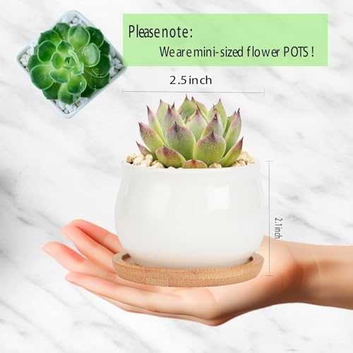 SHECIPIN 24 Pcs 2.5 Inch Small Succulent Pots with Drainage & Bamboo Trays - Assorted Small Succulent Planters Bulk for Home Office Garden Decor - color: 24pcs White