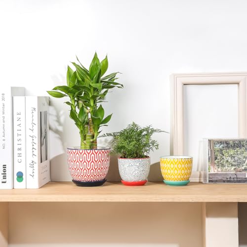 Selamica Ceramic Succulent Pots, 3.5 Inch Small Plant Pots for Indoor Plants Cactus Herbs, Succulent Planters with Drainage Holes & Saucers, Home Decor, Set of 6, Assorted Colors - color: Assorted Colors, size: 3.5 Inch, Set of 6