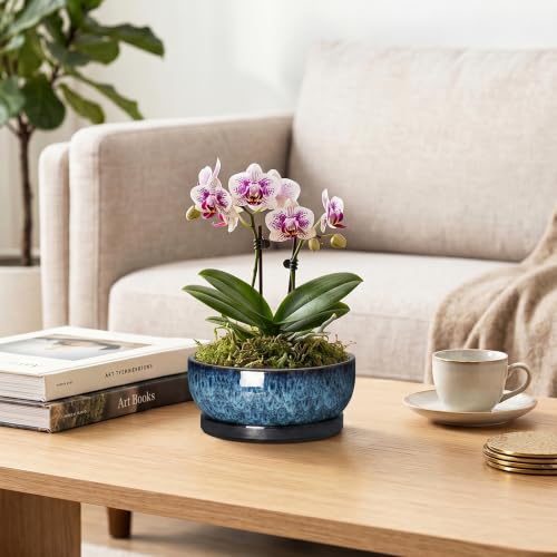 Succulent Pots, 6 Inch Ceramic Bonsai Pots with Saucer, Blue - color: Blue, size: 6 Inch