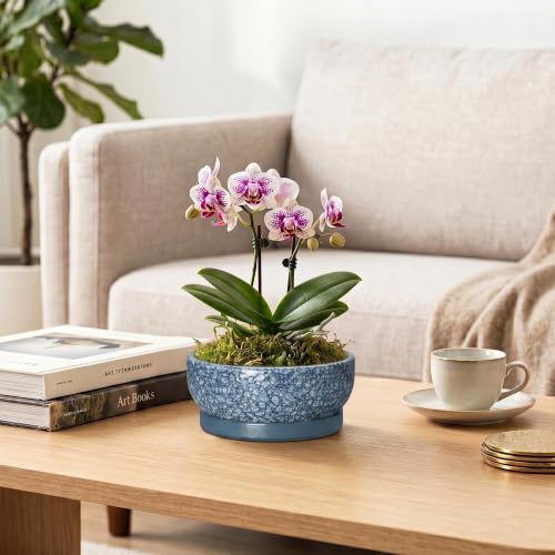Ceramic Succulent Pots, 6 Inch Bonsai Tree Pot with Tray, Scale Blue - color: Scale Blue, size: 6 Inch