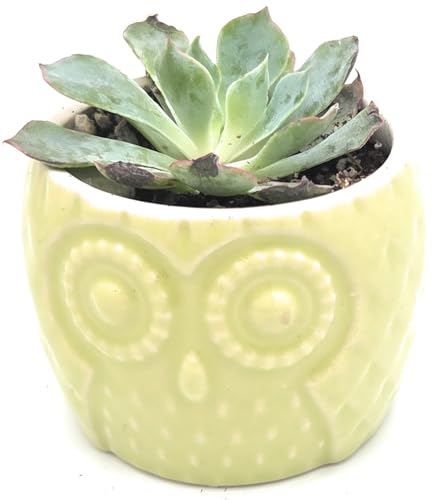 Blisse Ceramic/Wood Decorative Owl Planter for Succulents, Cactus, and Other Small Flowers, Set of 4 Same Colored Owls (Green) - color: Green
