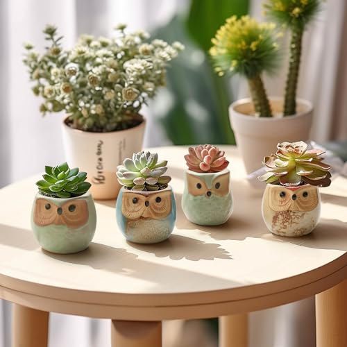 T4U Owl Succulent Pots, Mini Ceramic Planter, Retro Decor Gift Set of 12 - color: Owl, size: Pack of 12