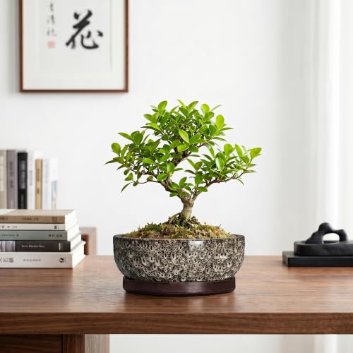 Bonsai Pots, 8 Inch Ceramic Succulent Pot with Saucer, White Leopard - color: White Leopard, size: 8 Inch