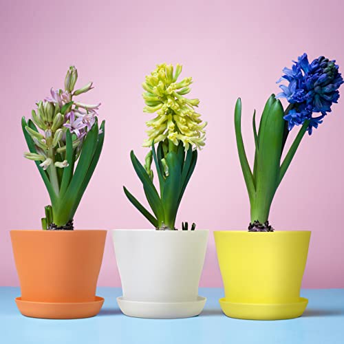 Hahood 20 Pack Plastic Planters 5.5 Inch Plant Flower Pot with Trays, Seedlings Nursery Pots Planter Flower Container Seed Pots for Seedling, Transplanting, Cutting, Assorted 10 Colors - size: 5.5 Inches