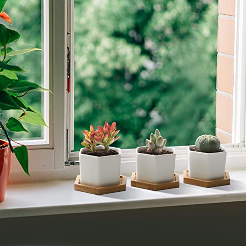 T4U Small Succulent Pots 12 Pack, Mini Flower Planters with Drainage White - color: Hexagon