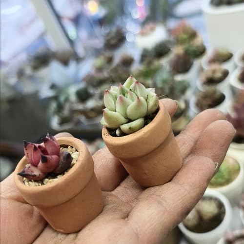 Mini Terracotta Pots – Small Clay Flower Pots for Succulents, Cactus, DIY Crafts, Fairy Garden, School Projects, Mini Planters, Set of 30 (Straight Cylinder, 1.2 Inch) - size: 1.2 Inch, style: Straight Cylinder