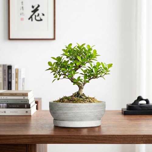 Ceramic Bonsai Planter, 8 Inch Succulent Pot with Tray, Brushed Grey - color: Brushed Grey, size: 8 Inch