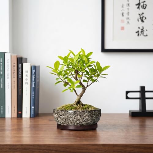 Succulent Pots 6 Inch, Ceramic Bonsai Pots with Tray, White Leopard - color: White Leopard, size: 6 Inch