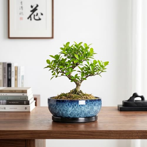 Bonsai Pots 8 Inch, Ceramic Succulent Pots with Saucer, Blue - color: Blue, size: 8 Inch