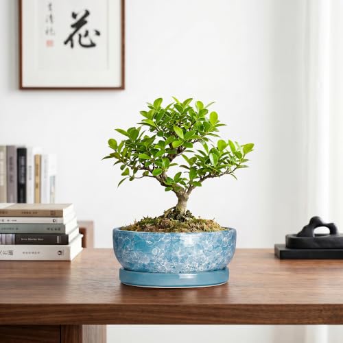 Succulent Planter 8 Inch, Ceramic Bonsai Planter, Droplet Blue - color: Droplet Blue, size: 8 Inch