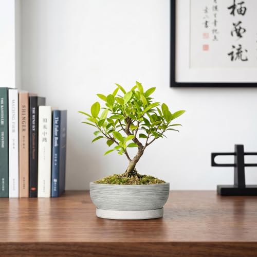 6 Inch Ceramic Succulent Planters with Saucer, Brushed Grey - color: Brushed Grey, size: 6 Inch