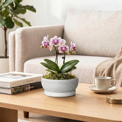 6 Inch Ceramic Succulent Planters with Saucer, Brushed Grey - color: Brushed Grey, size: 6 Inch