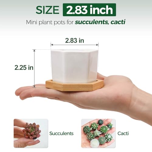 T4U Small Succulent Pots 12 Pack, Mini Flower Planters with Drainage White - color: Hexagon