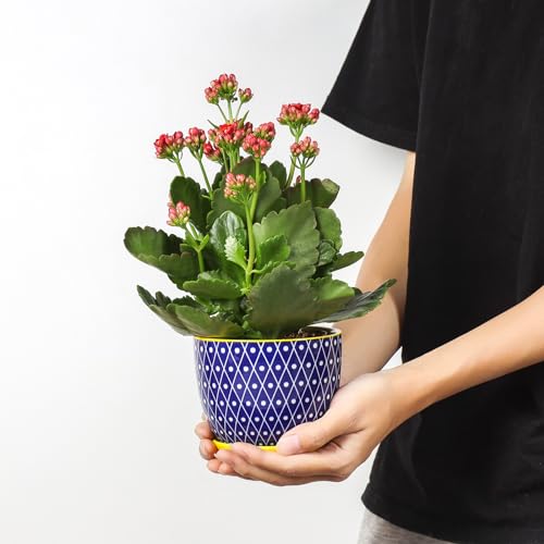Selamica Ceramic Plant Pots, 4.6 Inch Flower Pots for Indoor Plants, Succulent Pots with Drainage Hole & Saucer, Succulent Planters for Succulent Cactus, Home Decor, Set of 4, Assorted Colors - color: Assorted Colors, size: 4.6 Inch, Set of 4