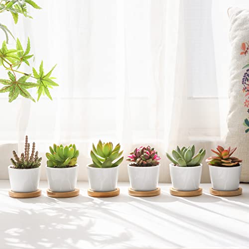 T4U Small Succulent Pots 12 Pack, Mini Flower Planters with Drainage White - color: Round
