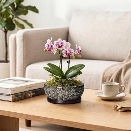 Succulent Pots 6 Inch, Ceramic Bonsai Pots with Tray, White Leopard - color: White Leopard, size: 6 Inch