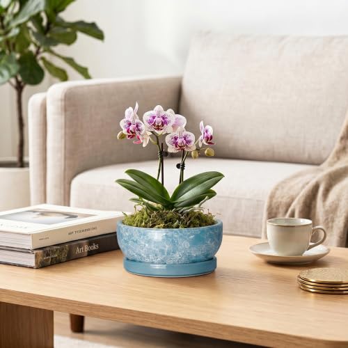 Bonsai Tree Pots 6 Inch, Ceramic Succulent Planters, Droplet Blue - color: Droplet Blue, size: 6 Inch