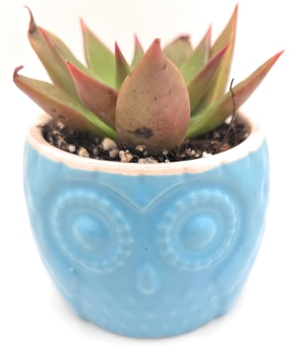 Blisse Wood Owl Planter Set for Home Décor - Blue Ceramic Owl Pots with Wooden Stand, Cute Indoor Succulent & Tabletop Planters for Shelves, Windowsills & Gifts - color: Blue