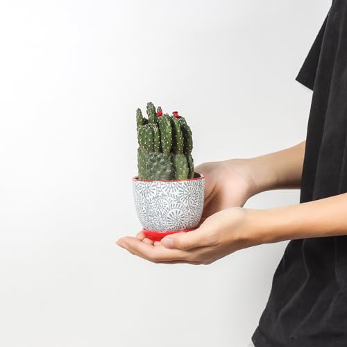 Selamica Ceramic Succulent Pots with Drainage Holes, Small Flower Pots 3.5 Inch Plant Pots for Indoor Plants with Saucers, Cactus Succulent, Home Decor, Set of 4, Assorted Colors - color: Assorted Colors, size: 3.5 Inch, Set of 4
