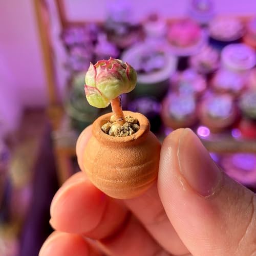 Mini Terracotta Pots – Small Clay Flower Pots for Succulents, Cactus, DIY Crafts, Fairy Garden, School Projects, Mini Planters – Set of 20 (Belly (No Drain Hole), 0.5 Inch) - size: 0.5 Inch, style: Belly (No Drain Hole)