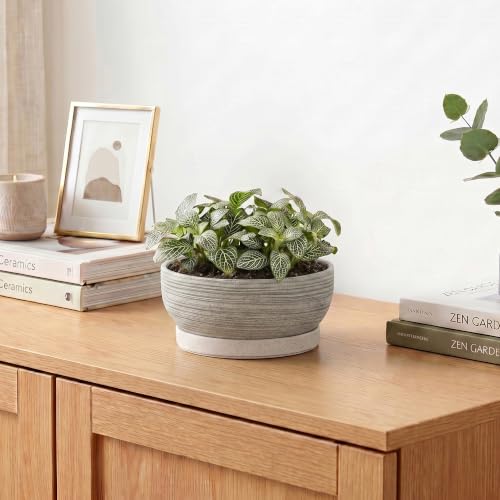6 Inch Ceramic Succulent Planters with Saucer, Brushed Grey - color: Brushed Grey, size: 6 Inch