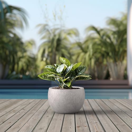 Kante Large Round Bowl CON Gray Concrete Planter 19.9" Dia, Outdoor - color: Light Gray, size: 19.9" d