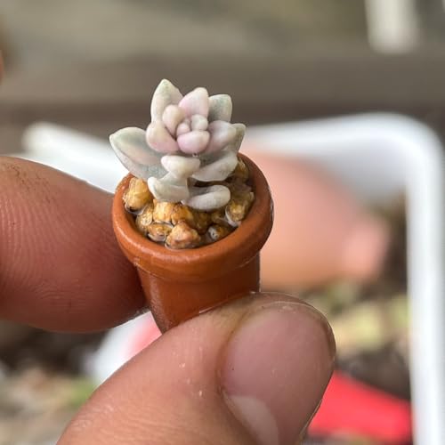 Mini Terracotta Pots – Small Clay Flower Pots for Succulents, Cactus, DIY Crafts, Fairy Garden, School Projects – Set of 30 (Straight Cylinder, 0.7 Inch) - size: 0.7 Inch, style: Straight Cylinder