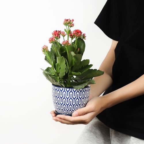 Selamica Ceramic Plant Pots, 4.6 Inch Flower Pots for Indoor Plants, Succulent Pots with Drainage Hole & Saucer, Succulent Planters for Succulent Cactus, Home Decor, Set of 4, Vintage Blue - color: Vintage Blue, size: 4.6 Inch, Set of 4