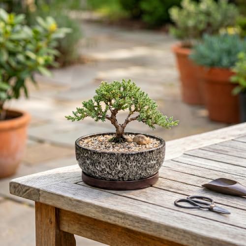 Succulent Pots 6 Inch, Ceramic Bonsai Pots with Tray, White Leopard - color: White Leopard, size: 6 Inch