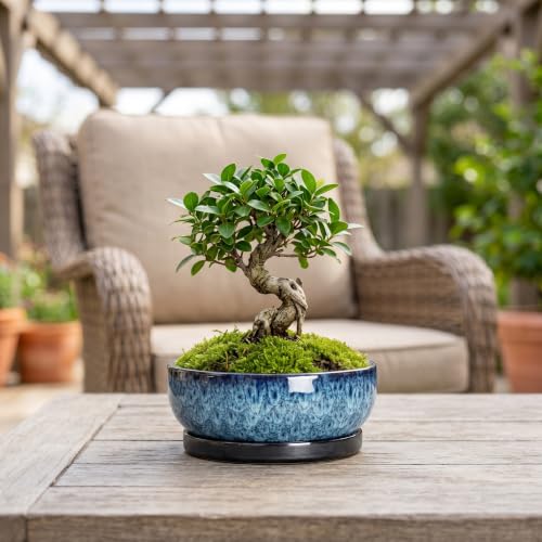 Bonsai Pots 8 Inch, Ceramic Succulent Pots with Saucer, Blue - color: Blue, size: 8 Inch