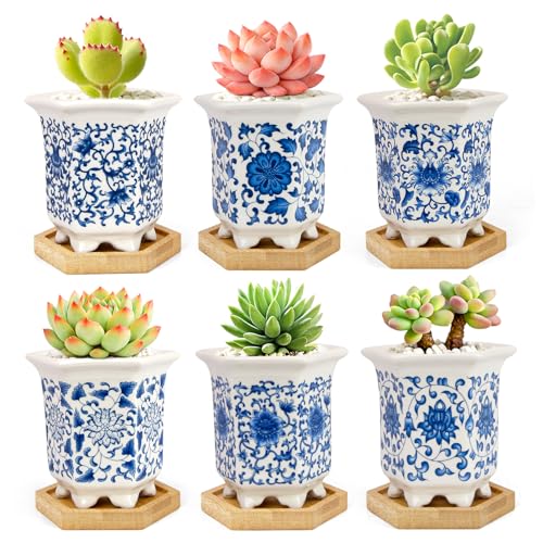 Succulent Pots, Small Ceramic Pots for Plants Set of 6, 3.3" Succulent Planters with Drainage & Saucers, Mini Plant Pots for Indoor Plants, Cactus, Small Flower Pots for Home Office - color: Blue-porcelain-hexagon-tall