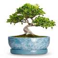 Bonsai Tree Pots, 10 Inch Ceramic Bonsai Planter, Droplet Blue - color: Droplet Blue, size: 10 Inch