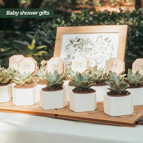 T4U Small Succulent Pots 12 Pack, Mini Flower Planters with Drainage White - color: Hexagon