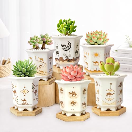 3.3 Inch Small Succulent Pots with Drainage and Bamboo Tray Set of 6 - color: Mid-e-hexagon-tall
