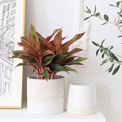 LA JOLIE MUSE Ceramic Plant Pots, Flower Pots for Indoor Plants, Set of 2 - color: Beige & White