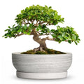13 Inch Ceramic Bonsai Pots with Saucer, Brushed Grey - color: Brushed Grey, size: 13 Inch