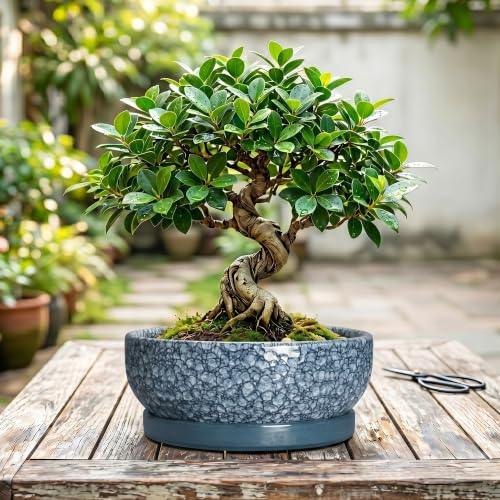 10 Inch Ceramic Bonsai Pots with Saucer, Scale Blue - color: Scale Blue, size: 10 Inch
